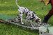 Welpen  06.09.2025 32